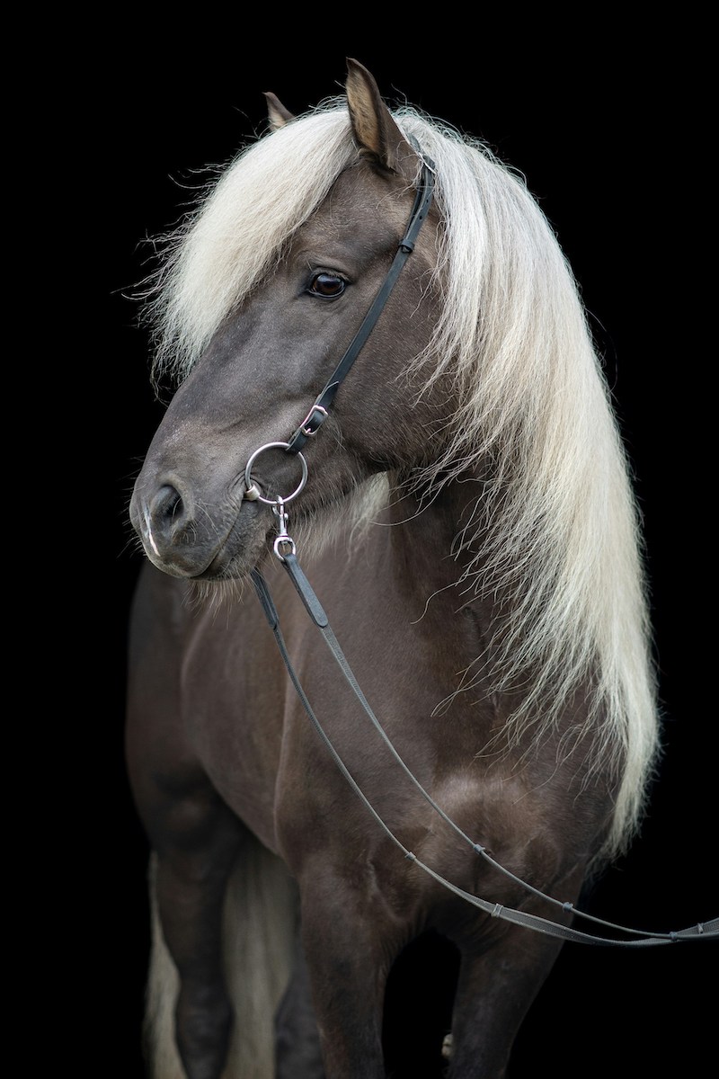 Bild eine Ponys mit Zügel, bereit zum Ausritt