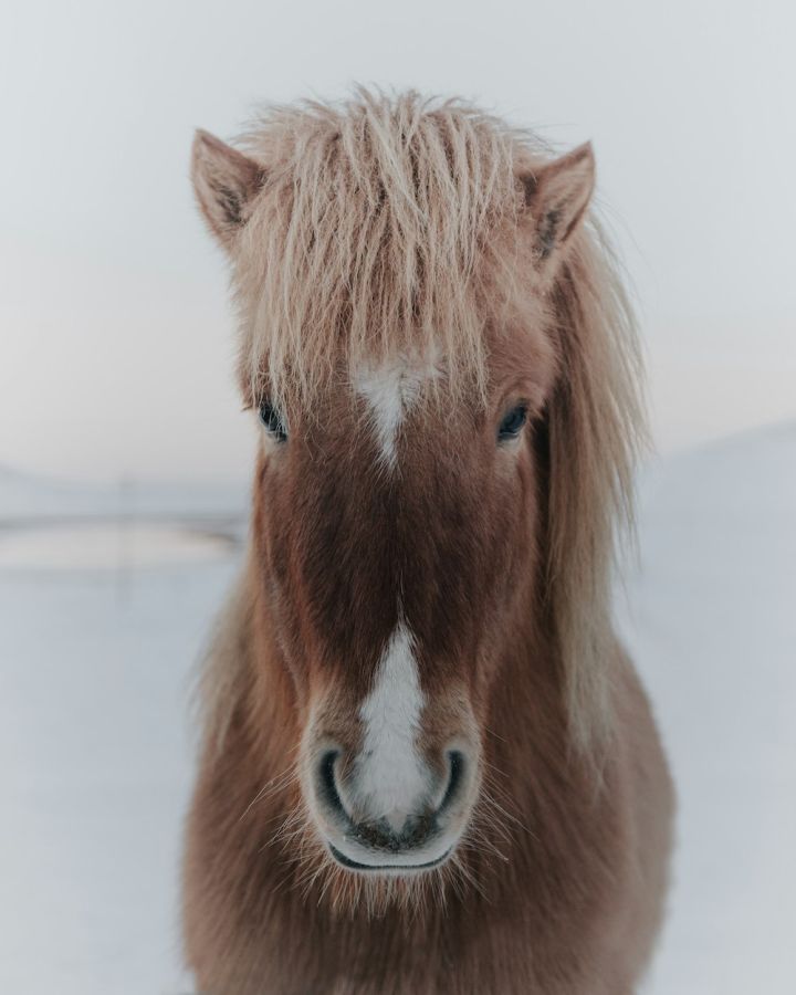 Bild eine Ponys mit Zügel
