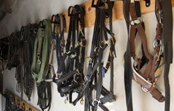 Bild von Zaumzeug, dass an der Wand hängt