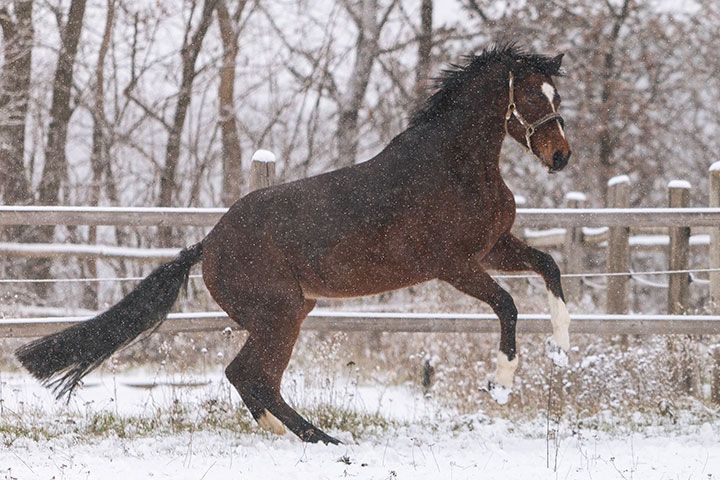 Bild eines Pferdes im Sprung auf einer winterlichen Koppel